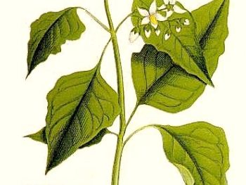 Solanum nigrum