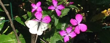 lunaria