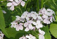 Lunaria rediviva
