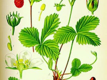 Fragaria vesca