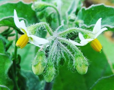 fiori Solanum nigrum