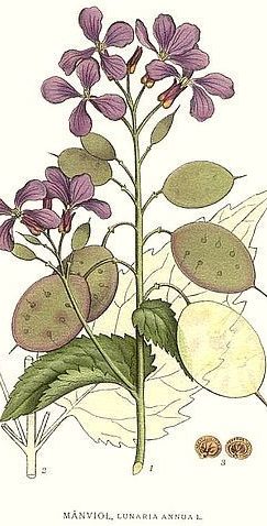 Lunaria