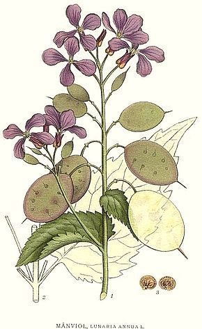 Lunaria