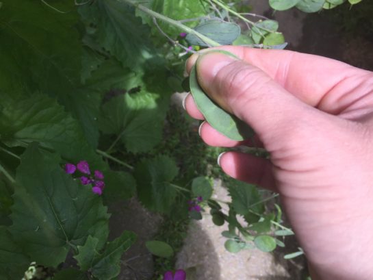 come si raccolgono le siliquette di lunaria