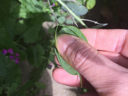 come si raccolgono le siliquette di lunaria