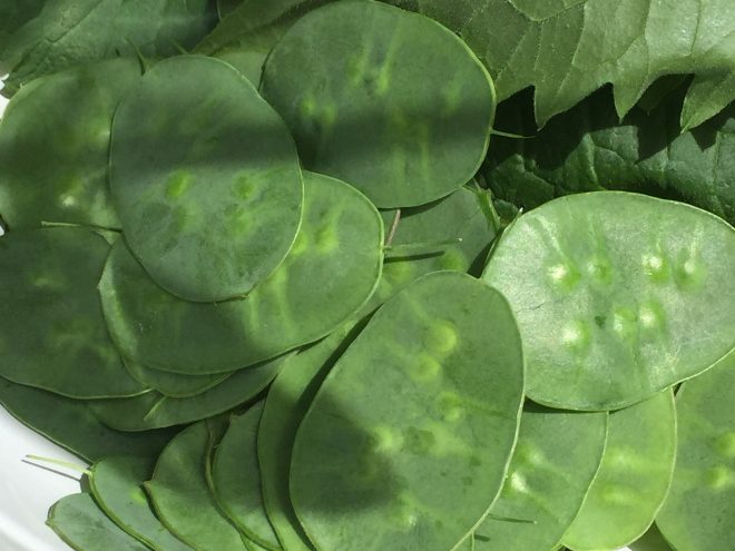 raccolta di silique di lunaria