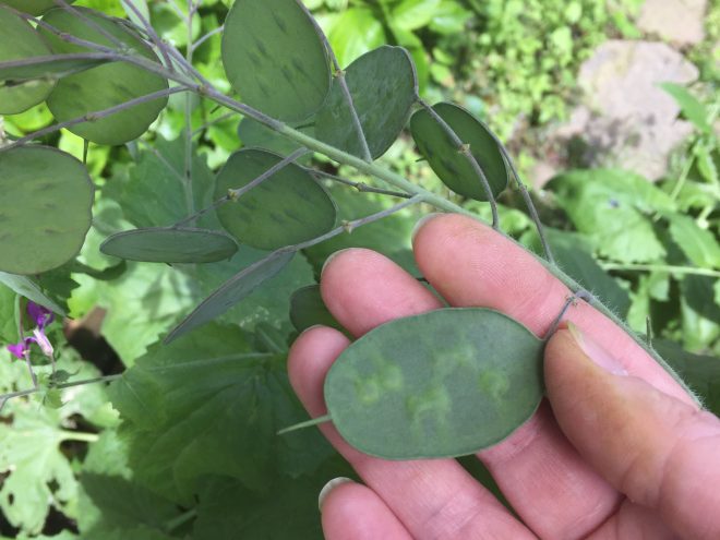 silique di Lunaria annua 