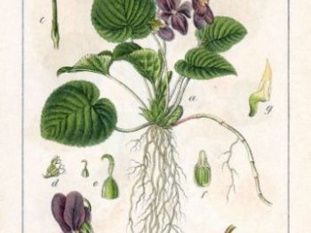 Viola odorata